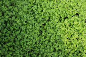 Plants Beginning With S: Soleirolia soleirolii