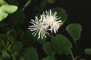 Plants Beginning With T: Thalictrum rochebrunianum