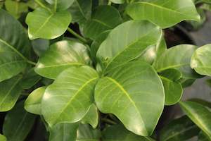 Plants Beginning With T: Tecomanthe speciosa