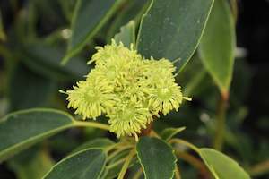 Plants Beginning With T: Trochodendron araliodes