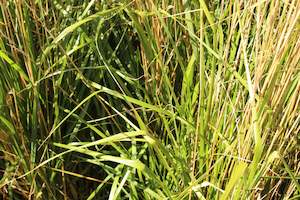 Wind Tolerant Plants: Calamagrostis Karl Foerster