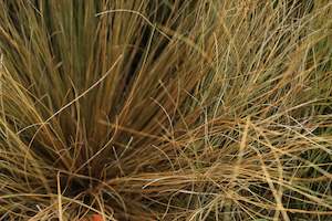 Wind Tolerant Plants: Chinochloa rubra