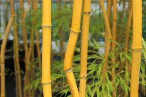 Phyllostachys aureosulcata Laura Kemple