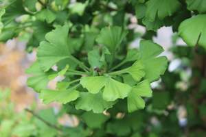 Deciduous: Ginkgo biloba Ming Princess
