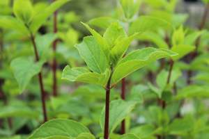 Hydrangea Diamond Rouge