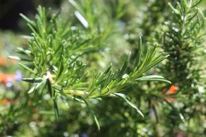 Edibles Chch Canterbury: Rosmarinus lavandulaceus