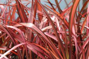 Phormium Evening Glow
