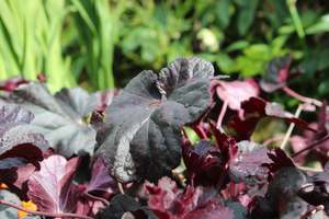 Heuchera Obsidian