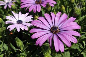Osteospermum Antique Blue