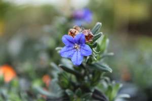 Lithospermum Grace Ward