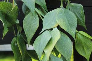 House Plants Chch Canterbury: Hoya polyneura