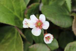 Perennials Bulbs Chch Canterbury: Bergenia Snow Cloud