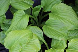 Perennials Bulbs Chch Canterbury: Hosta plantaginea