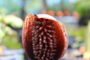 Gorgonidium vermicidum