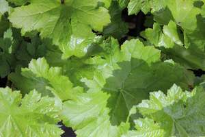 Perennials Bulbs Chch Canterbury: Darmera peltata