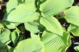 Hosta Sum and Substance