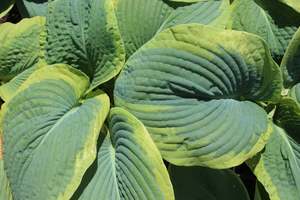 Perennials Bulbs Chch Canterbury: Hosta sieboldiana Marginata