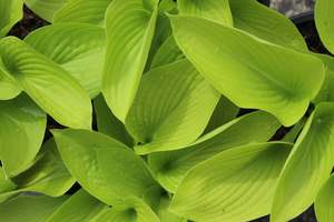 Perennials Bulbs Chch Canterbury: Hosta Little Aurora
