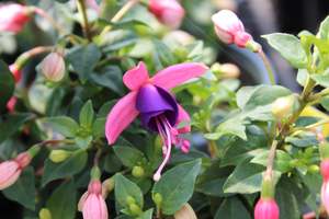 Shrubs Chch Canterbury: Fuchsia lambada