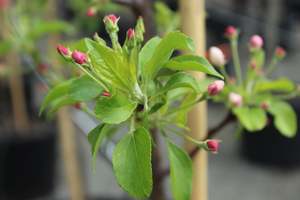Trees Chch Canterbury: Malus Jack Humm