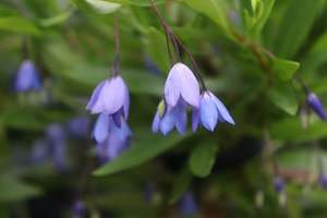 Sollya heterophylla Blue