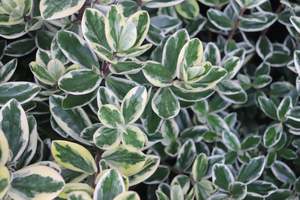 Evergreen Plants Chch Canterbury: Hebe Waireka