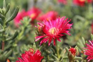 Delosperma cooperi