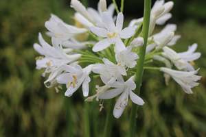 Agapanthus Snowball