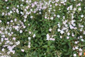 Parahebe Pink