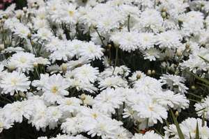 Perennials Bulbs Chch Canterbury: Argyranthemum Purity