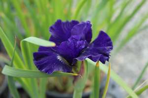 Iris sibirica Over in Gloryland