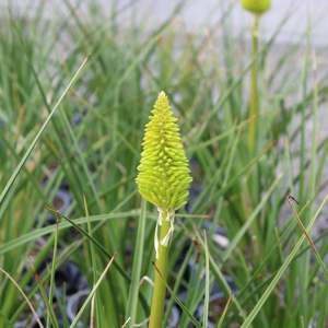 Perennials Bulbs Chch Canterbury: Kniphofia Ernest mitchell