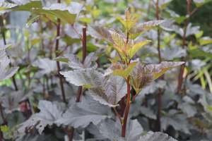 Shrubs Chch Canterbury: Physocarpus opulifolius Shady Lady