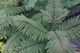 Jacaranda mimisaefolia