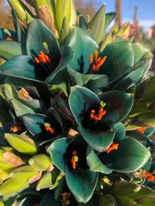 Succulents Cacti Chch Canterbury: Puya Alpestris