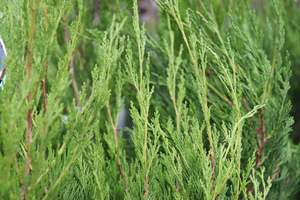 Juniperus chinensis Spartan