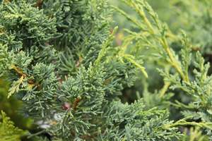 Conifers Chch Canterbury: Juniperus x media blaaw
