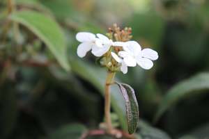 Deciduous: Viburnum plicatum Summer Snowflake