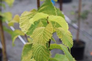 Ulmus Louis Van Houtte