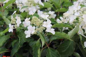 Hydrangea paniculata Levana