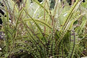 Ferns Chch Canterbury: Blechnum fluviatile