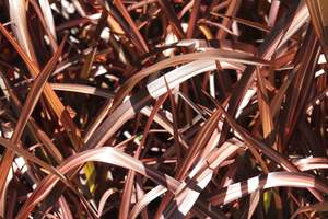 Phormium Veneer