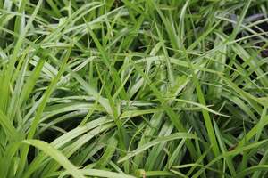 Dianella nigra