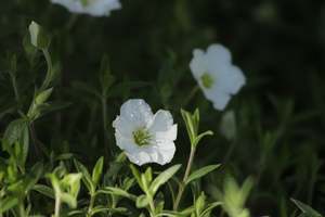 Arenaria montana