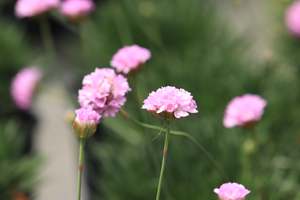 Groundcover Chch Canterbury: Armeria Pink Petite