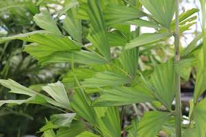 Palms Chch Canterbury: Caryota gigas