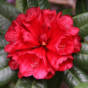 Rhododendron Rubicon