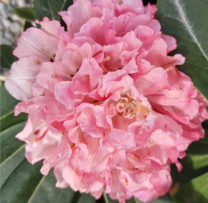 Shrubs Chch Canterbury: Rhododendron Marion Street