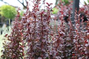 Berberis Helmond Pillar