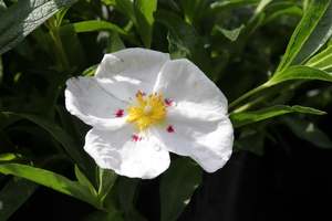Cistus lusitanicus